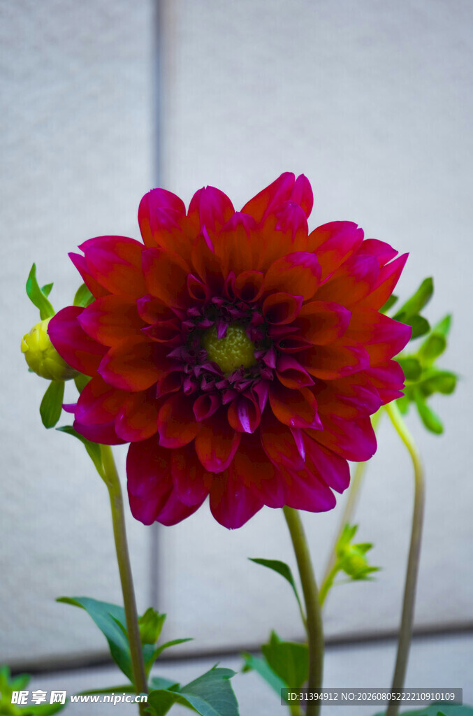 艳丽大丽花绽放