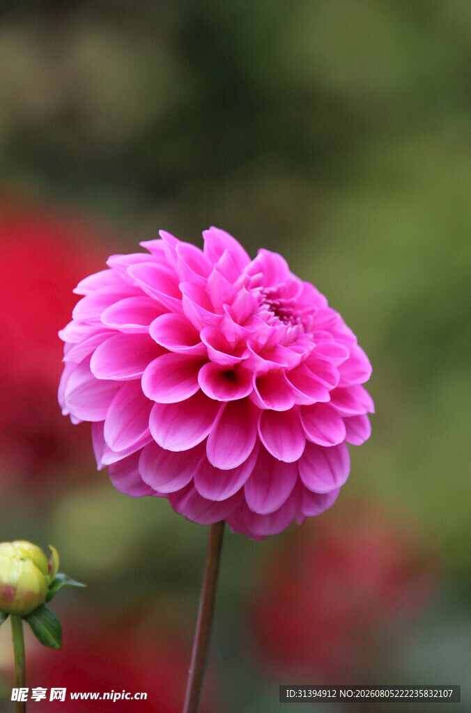 娇艳大丽花特写