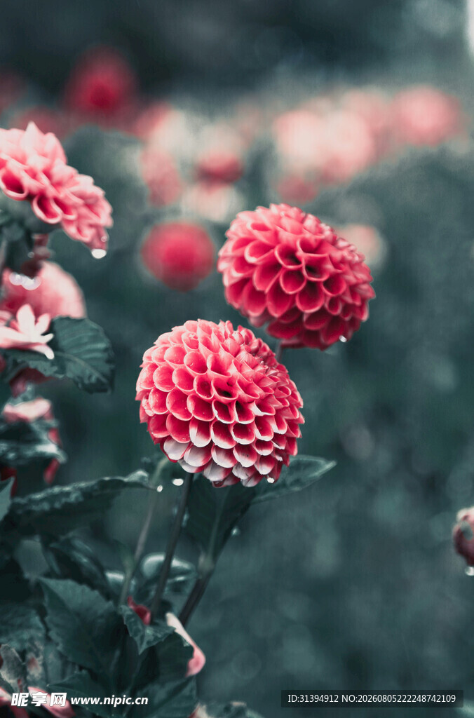 娇艳盛开的红色乒乓菊