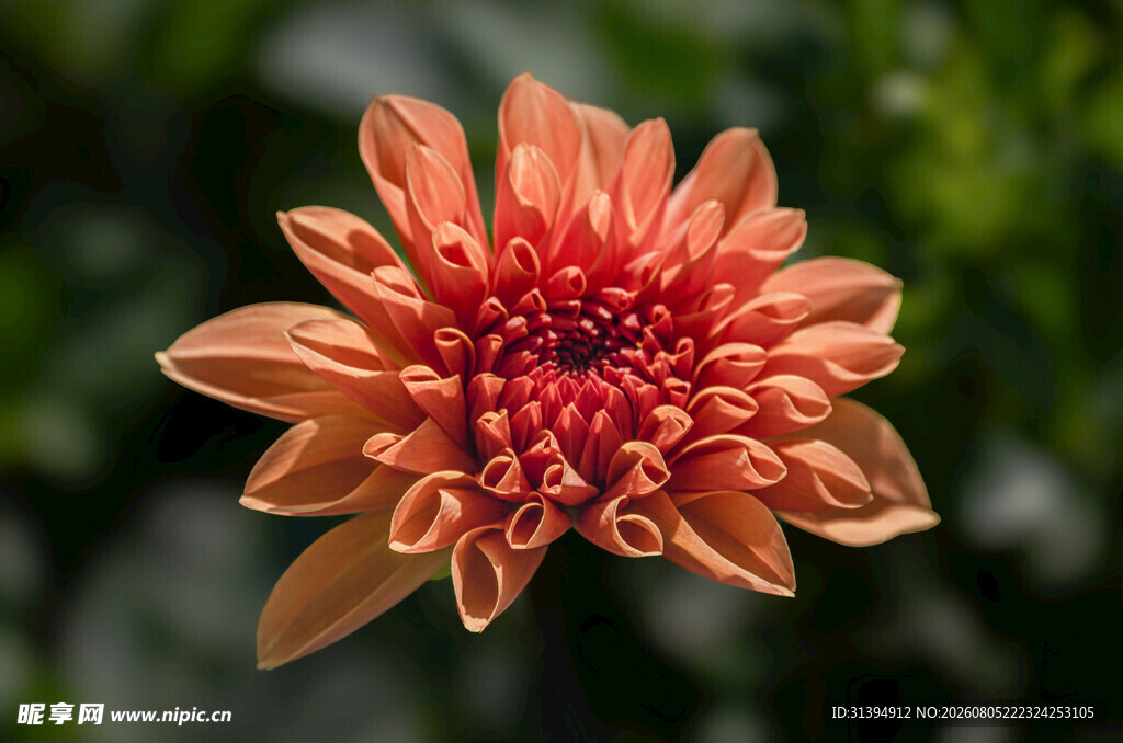 橙红色菊花特写