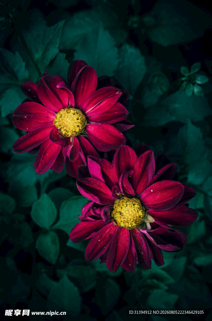 深红菊花绽放绿叶间