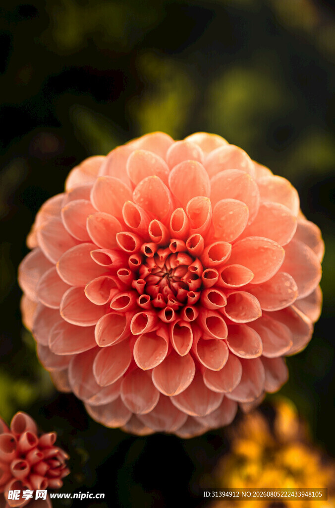 娇艳大丽花特写