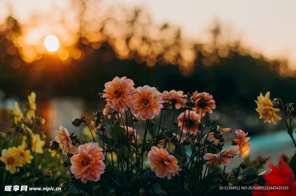 夕阳下的绚烂花卉