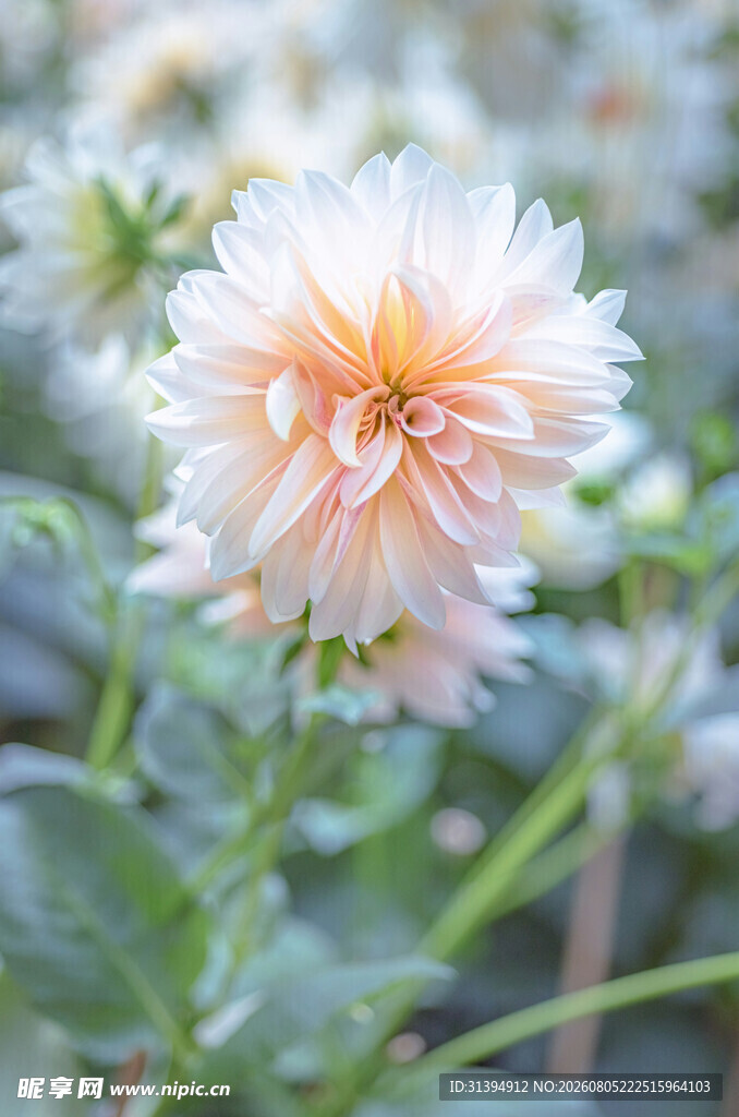 美丽大丽花绽放瞬间