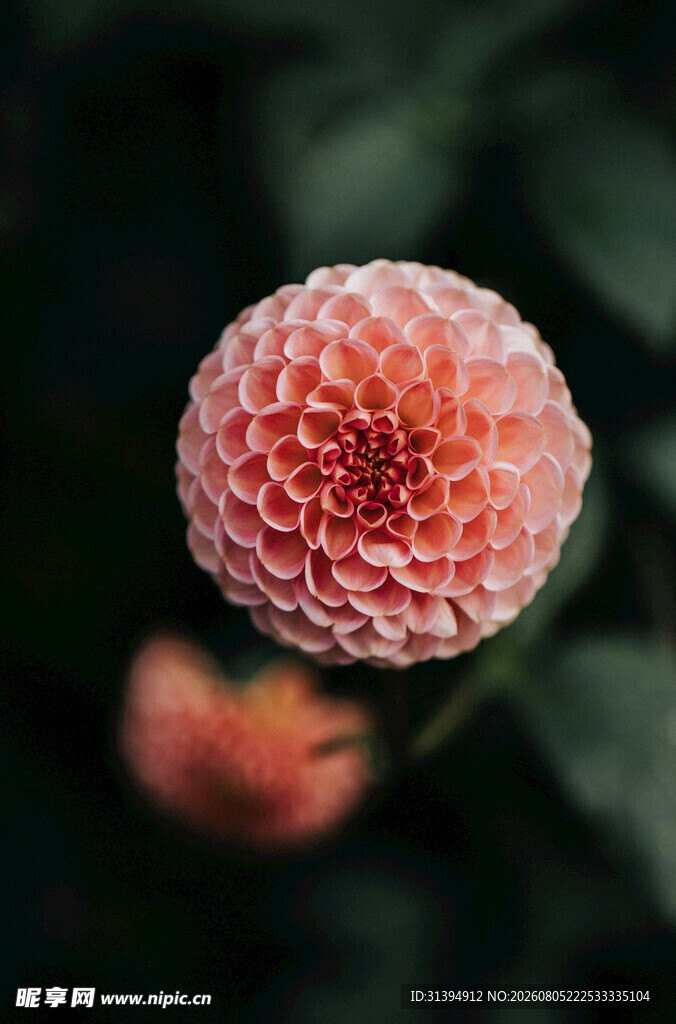 粉色大丽花特写
