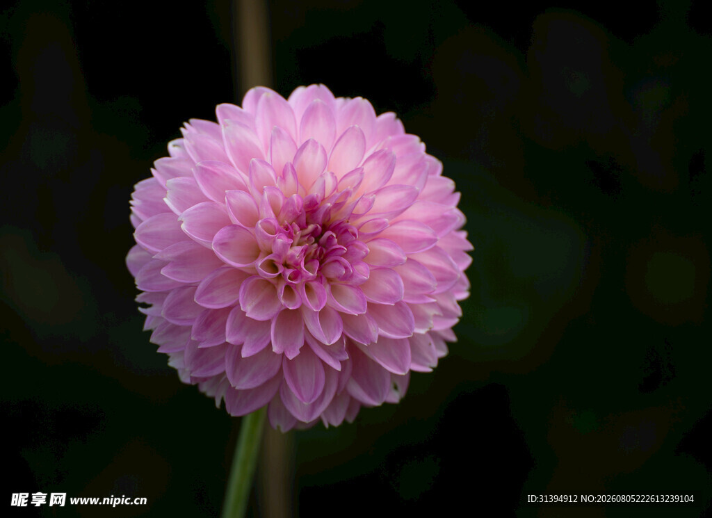 粉色大丽花特写