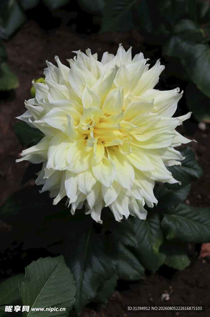 白色大丽花特写