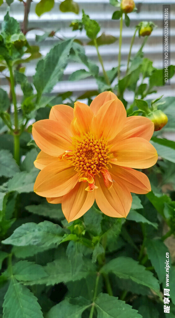 橙色大丽花绽放于绿叶间
