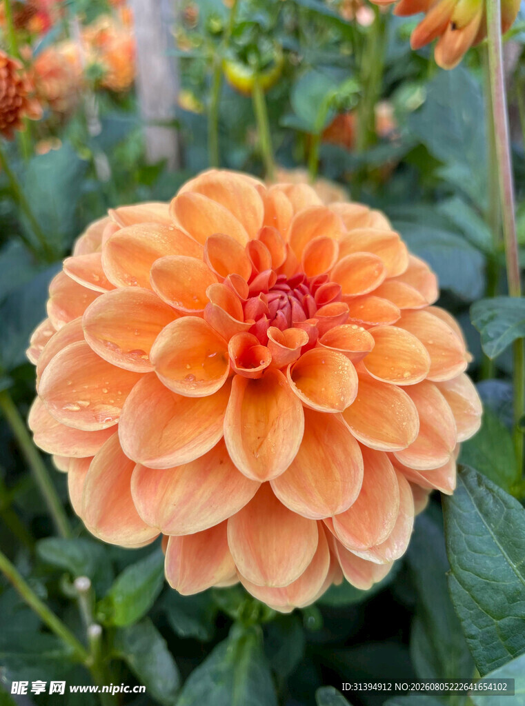 橙色大丽花特写