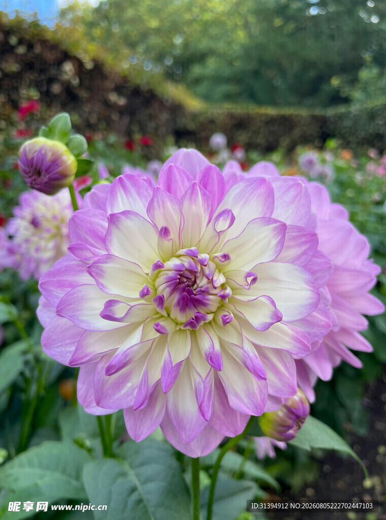 美丽粉紫色大丽花绽放