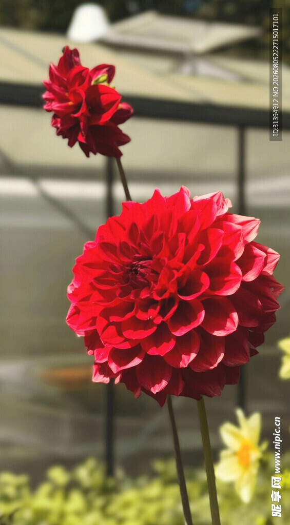艳丽大丽花绽放美景