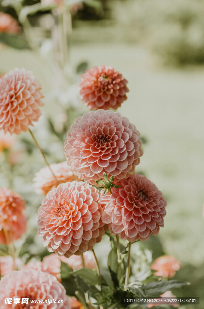 粉色球状花朵特写