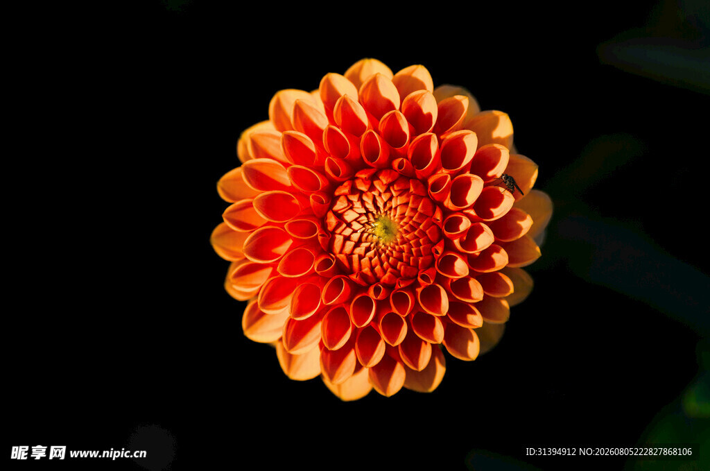 橙红色菊花特写
