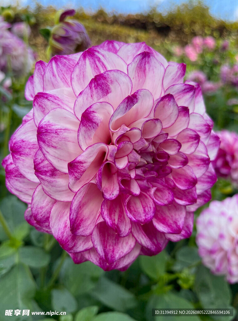 大丽花绽放的美丽瞬间