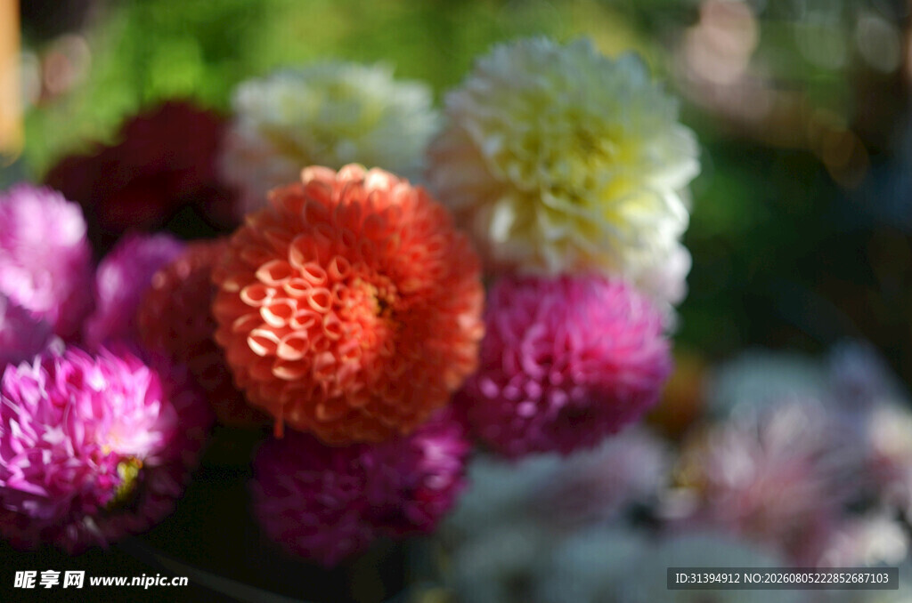 多彩菊花绽放