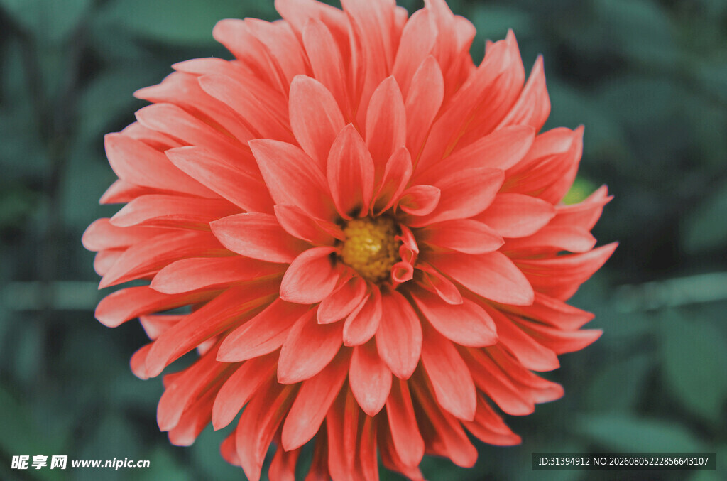 艳丽大丽花绽放