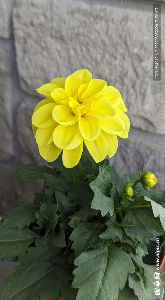 黄色大丽花特写
