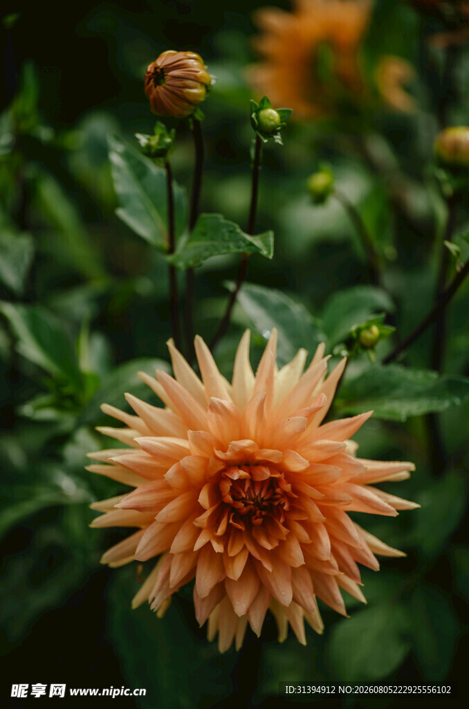 橙色大丽花特写