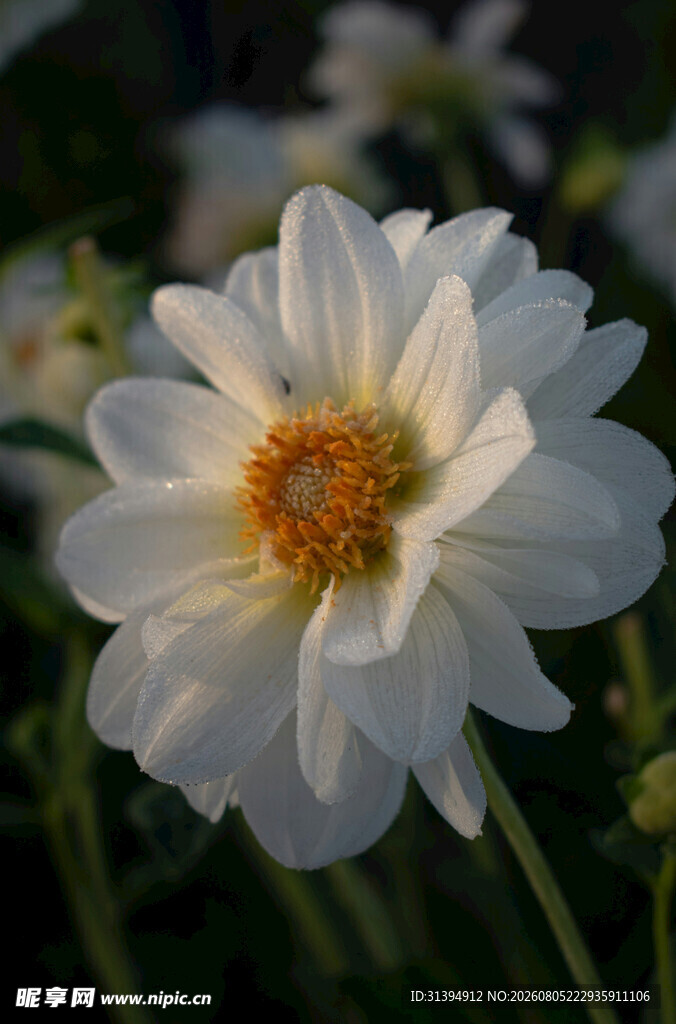 白色大丽花特写