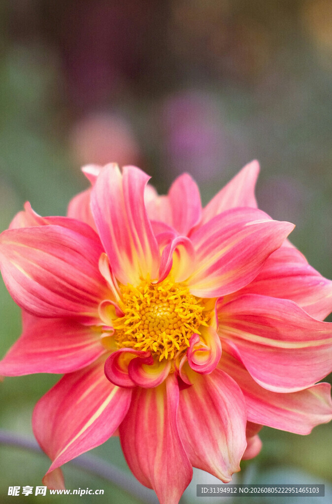 娇艳大丽花特写
