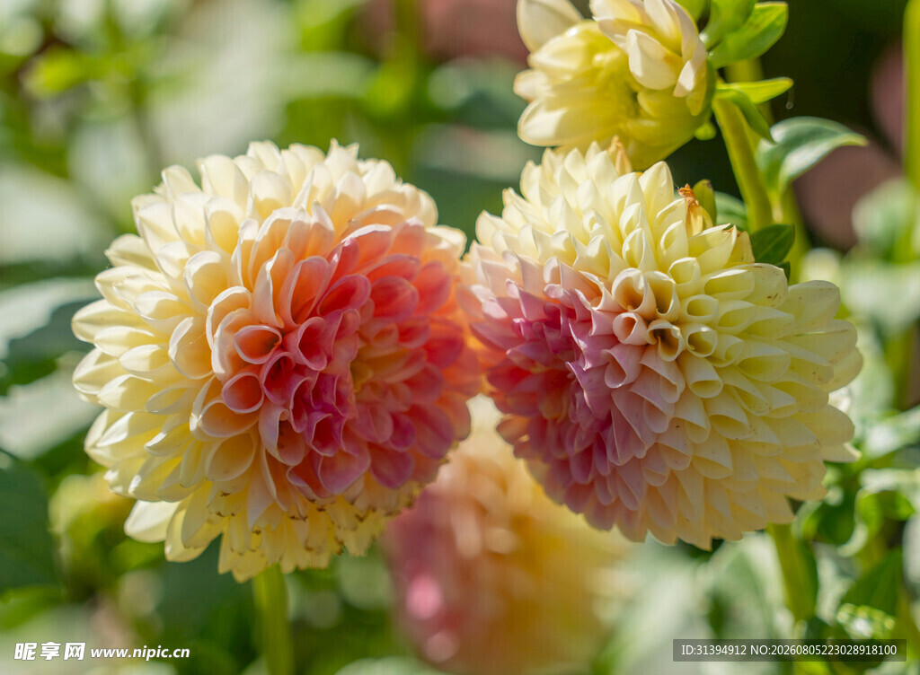 双色大丽花绽放