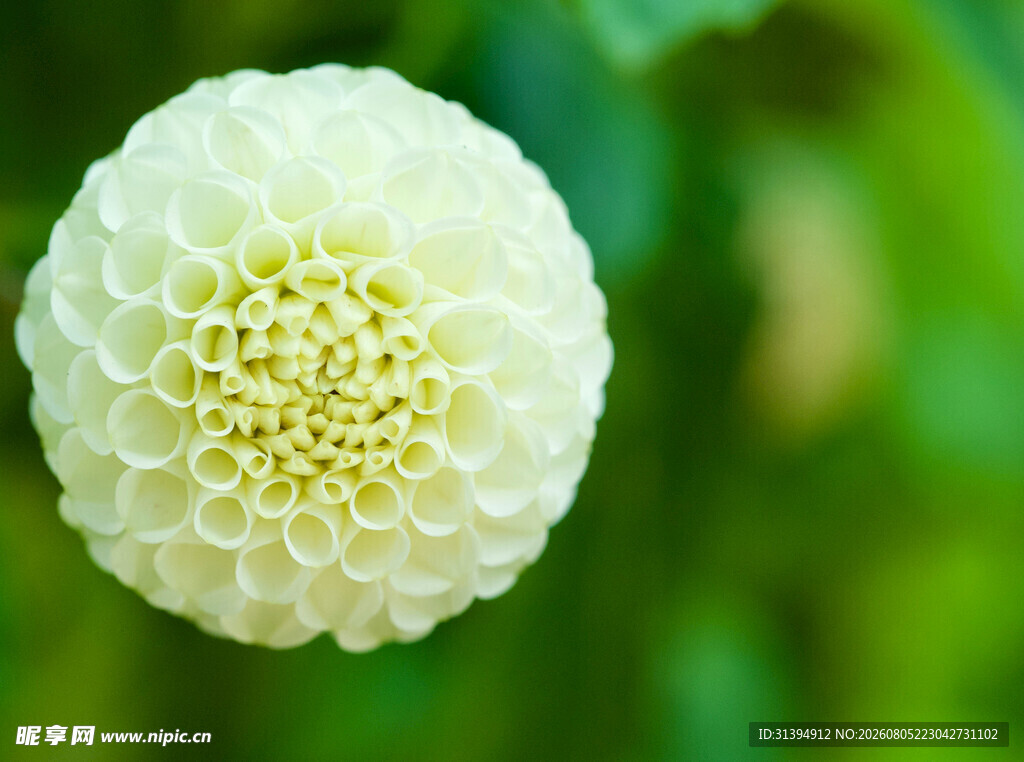白色球状花朵特写