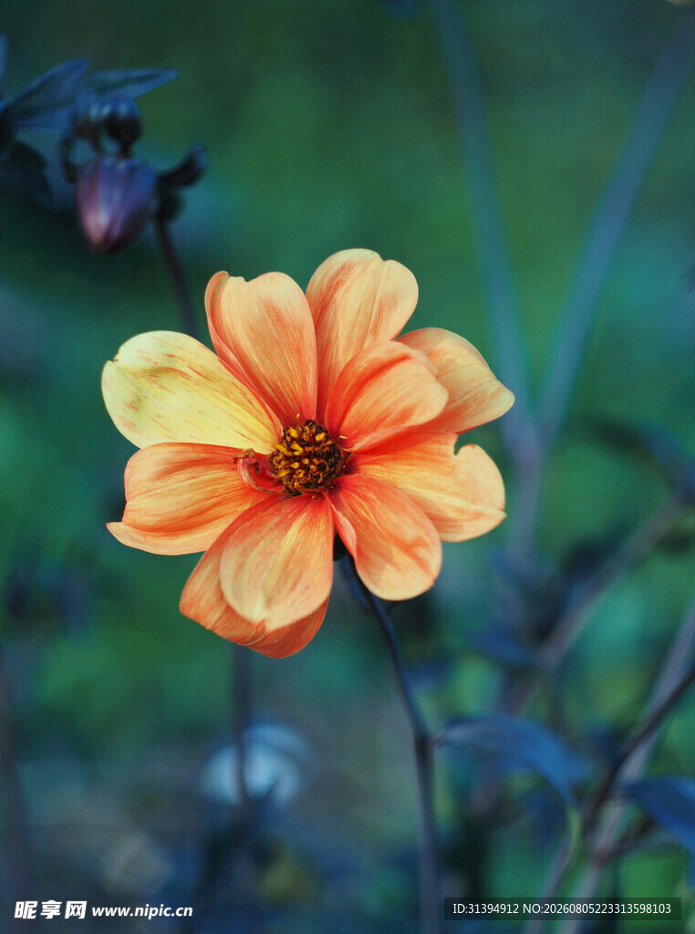 橙色大丽花特写