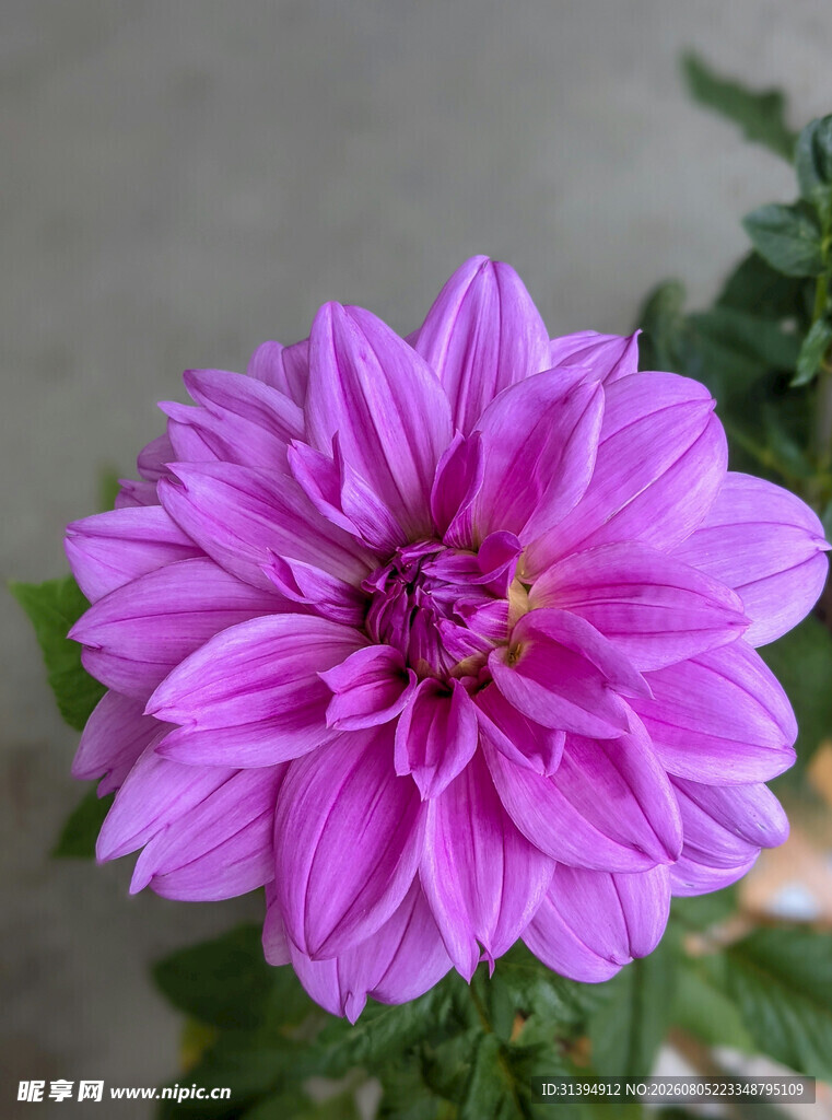 娇艳大丽花绽放