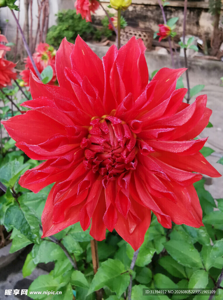 艳丽大丽花绽放