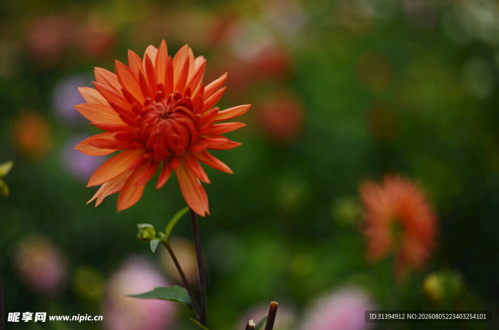 橙红色菊花特写