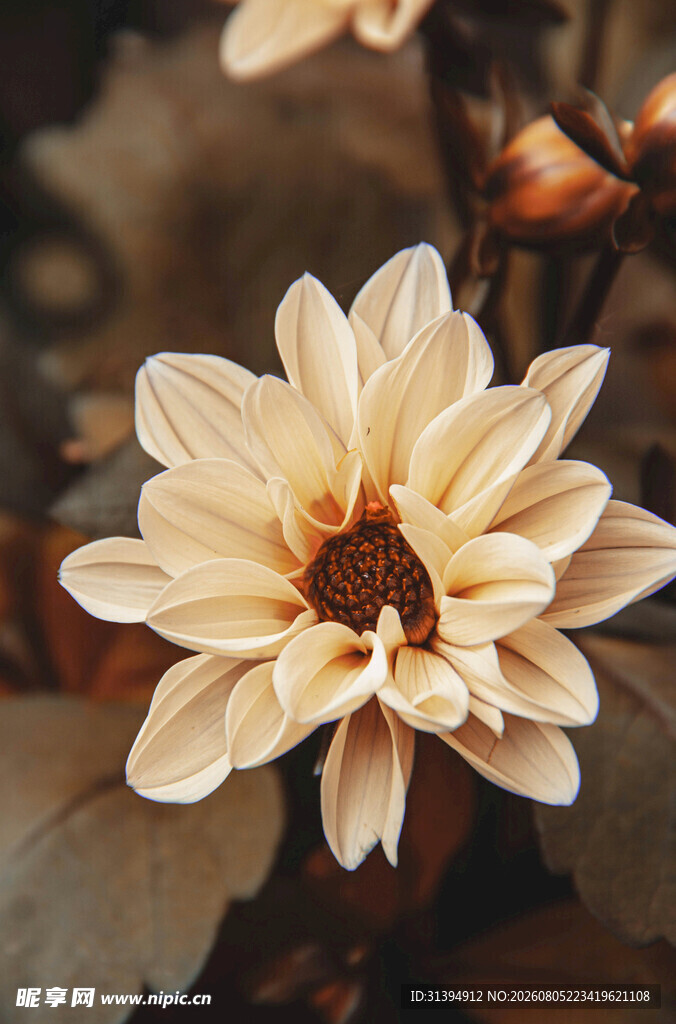 淡雅大丽花特写