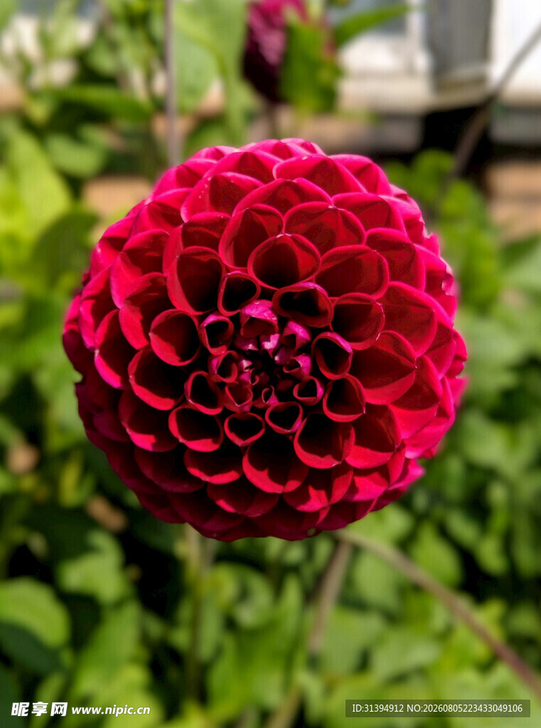 艳丽大丽花绽放