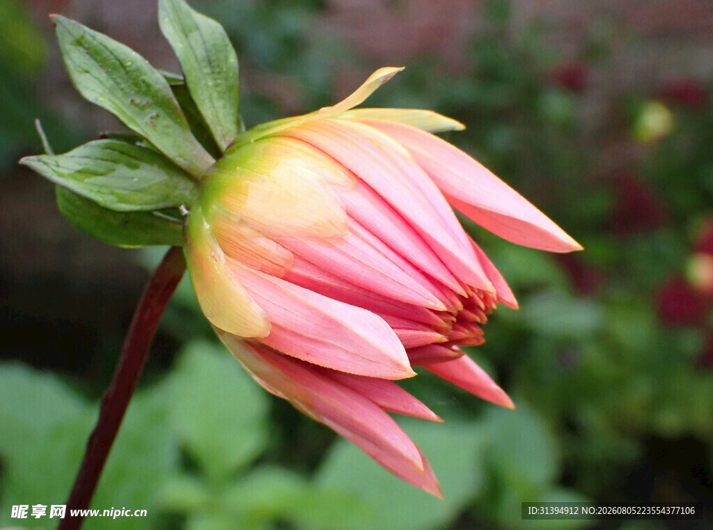 娇艳粉色大丽花特写