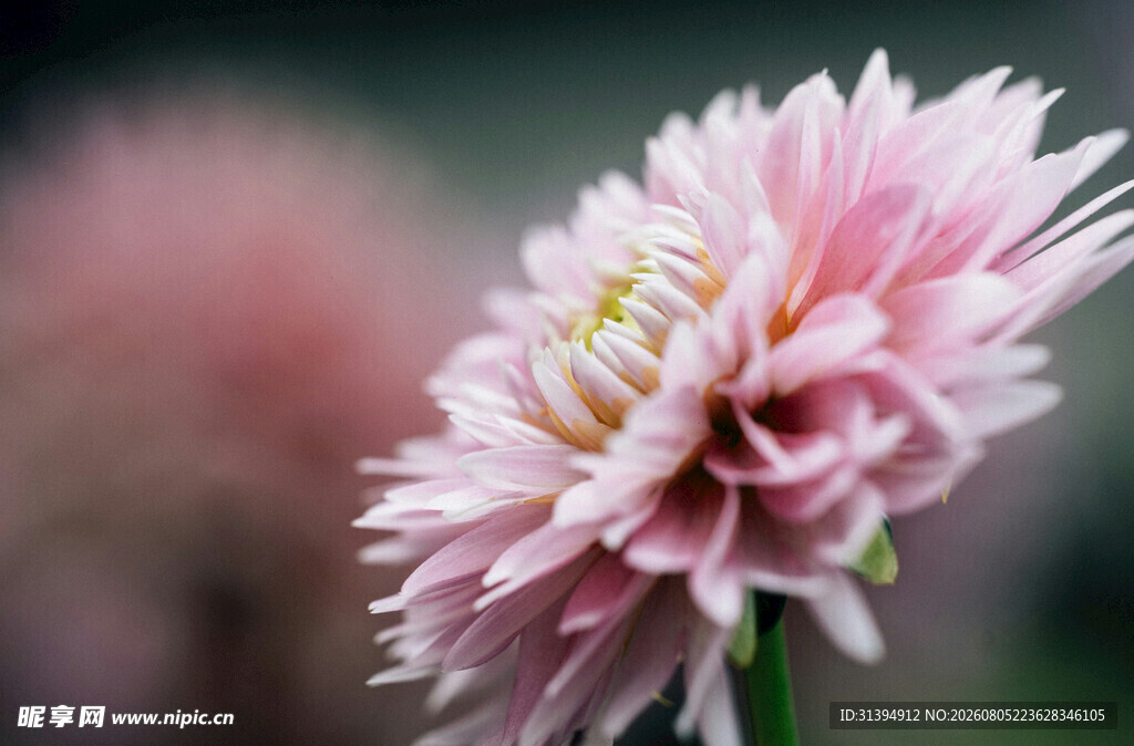 粉色菊花特写