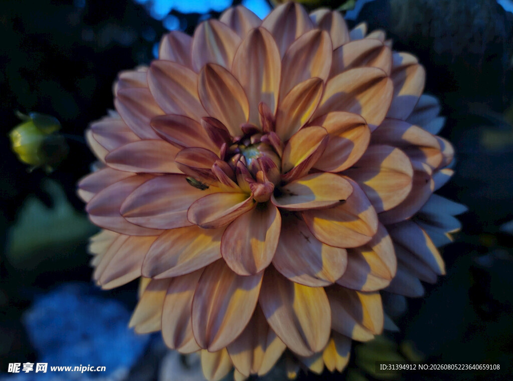 多彩大丽花特写