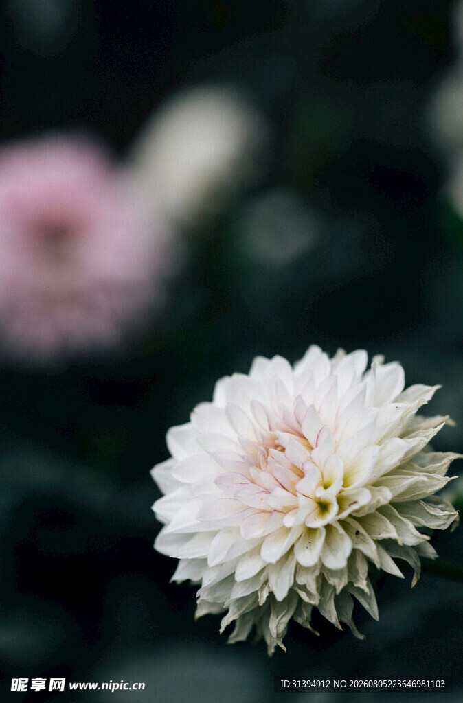 白色菊花特写