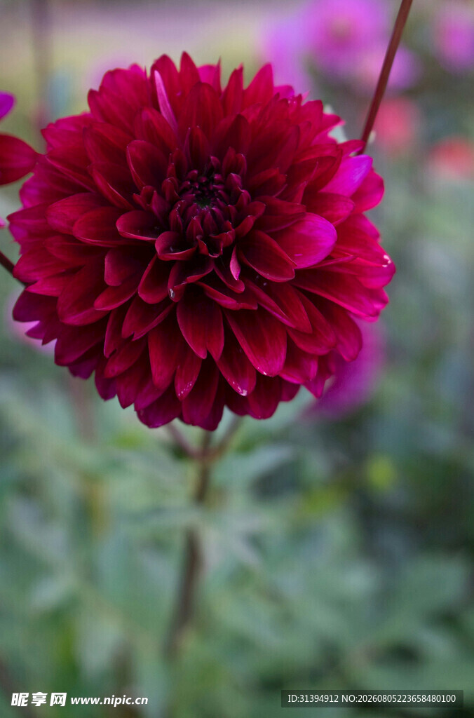 深红大丽花特写