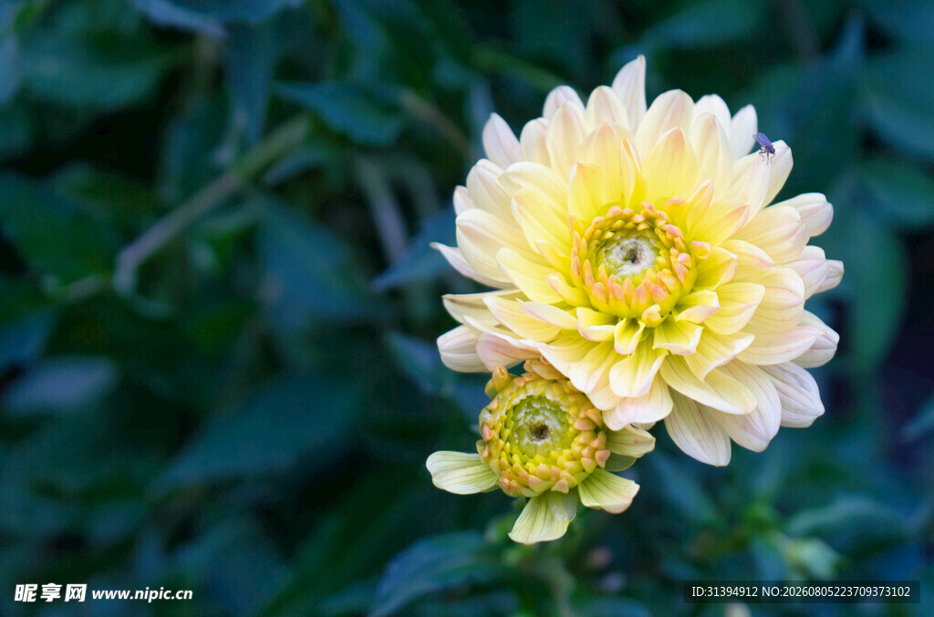 黄色大丽花特写