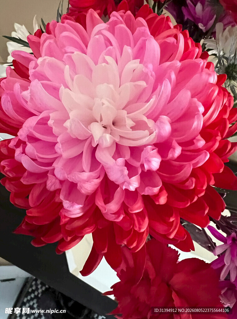 艳丽双色菊花绽放