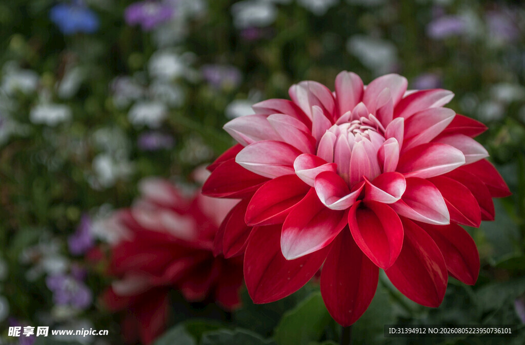 娇艳大丽花绽放