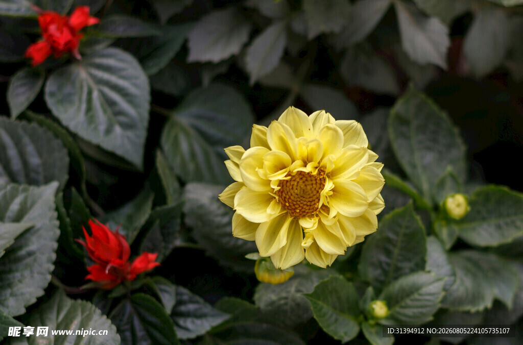 黄色大丽花与红色花卉