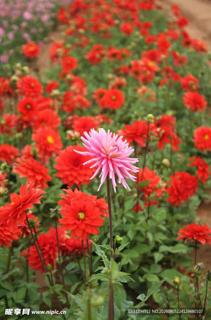 花丛中独绽的粉色菊花