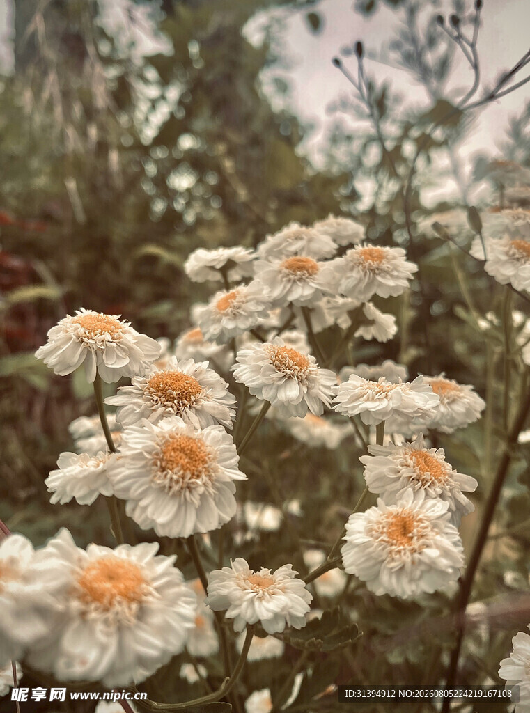 白色菊花绽放于绿植间