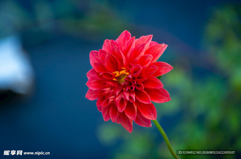 娇艳红大丽花特写
