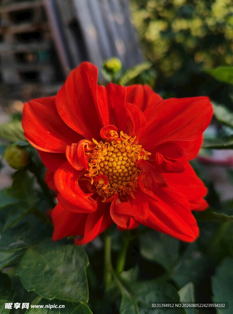 娇艳红大丽花绽放