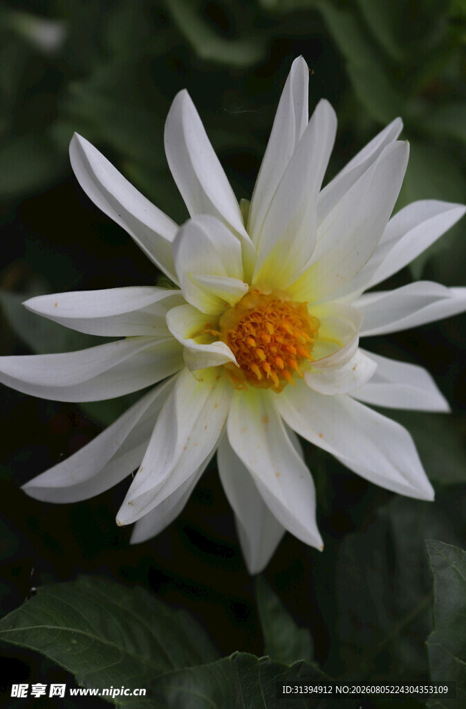 白色菊花绽放