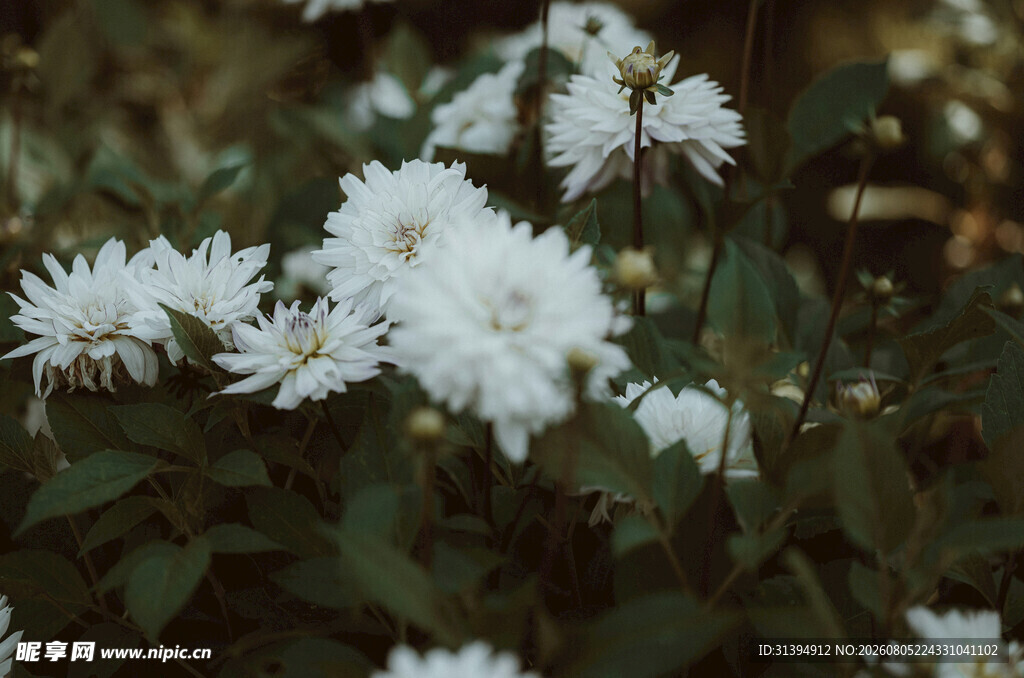 白色菊花绽放于绿叶间