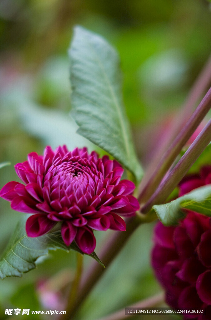 深玫红色菊花特写