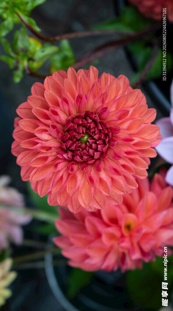 艳丽绽放的橘色菊花