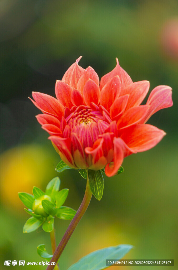娇艳大丽花特写